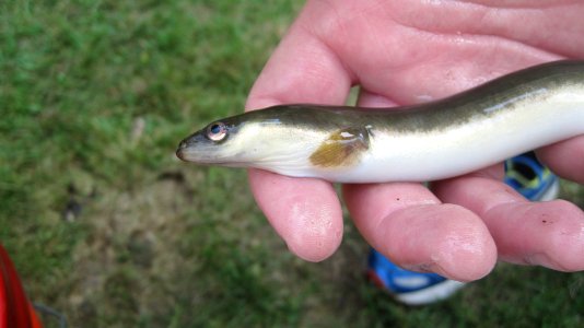 American eel close up