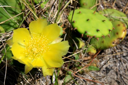 Prickly Pear