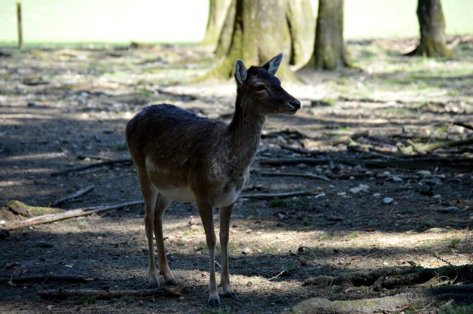 Wildlife park animal nature