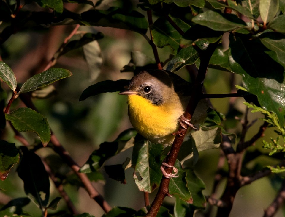 Common yellowthroat Edwin B. Forsythe National Wildlife Refuge