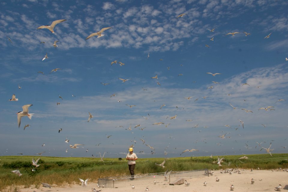 Tern colony at Monomoy National Wildlife Refuge