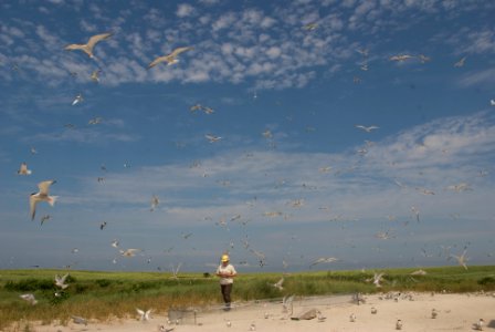 Tern colony at Monomoy National Wildlife Refuge