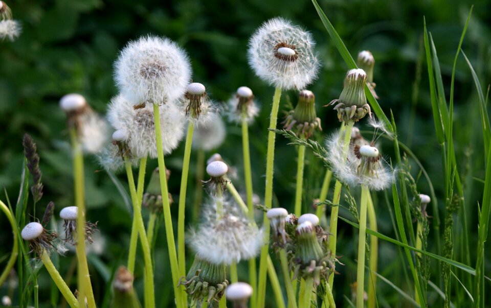Meadow flowers summer