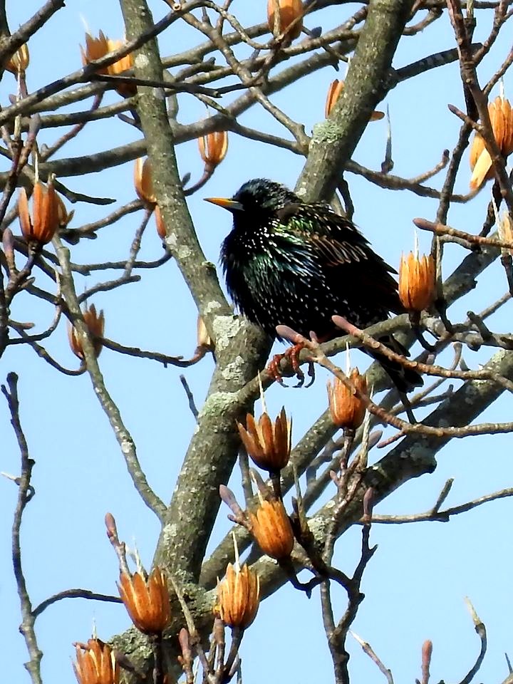 European Starling