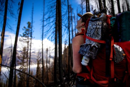 Hawk Watch Volunteer