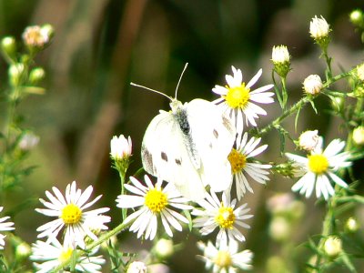 Cabbage Butterfly photo