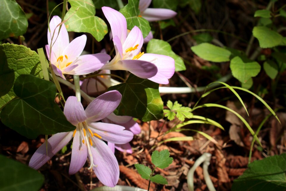 Wild flowers pink macro