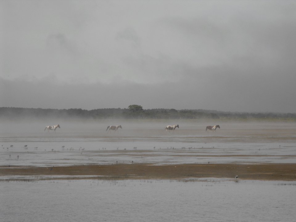 Ponies in the mist