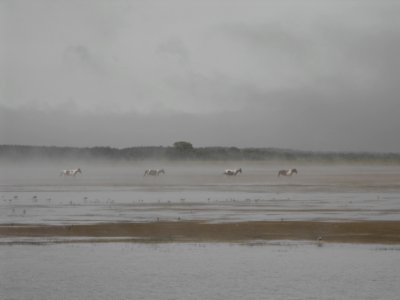 Ponies in the mist photo