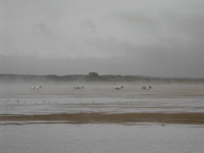 Ponies in the mist