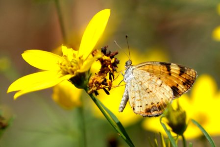 Pearl crescent