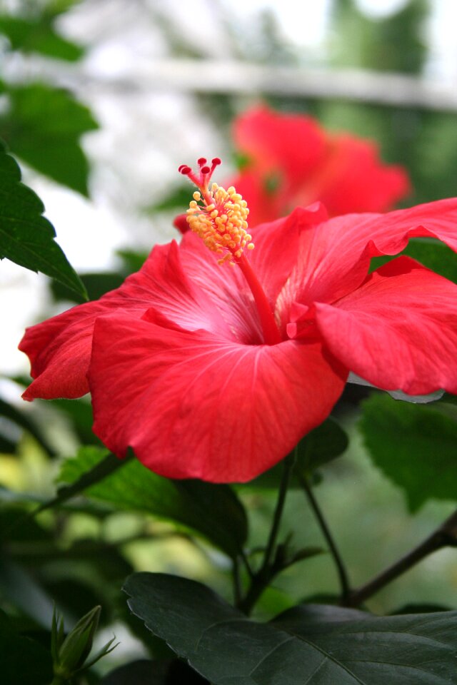 Flower floral tropical