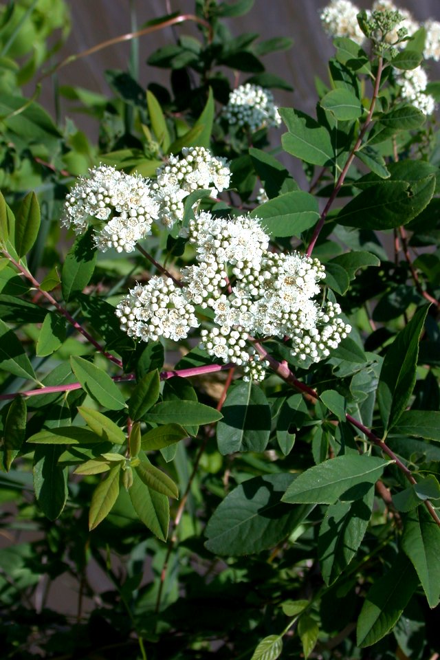 Virginia Spiraea