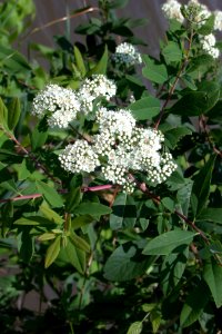 Virginia Spiraea photo