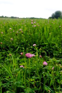 Field of Red Clover photo