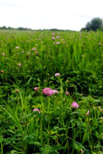 Field of Red Clover