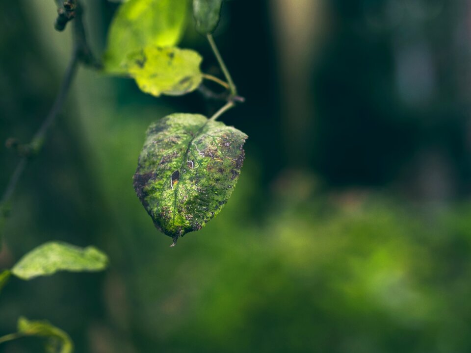 Macro closeup withered