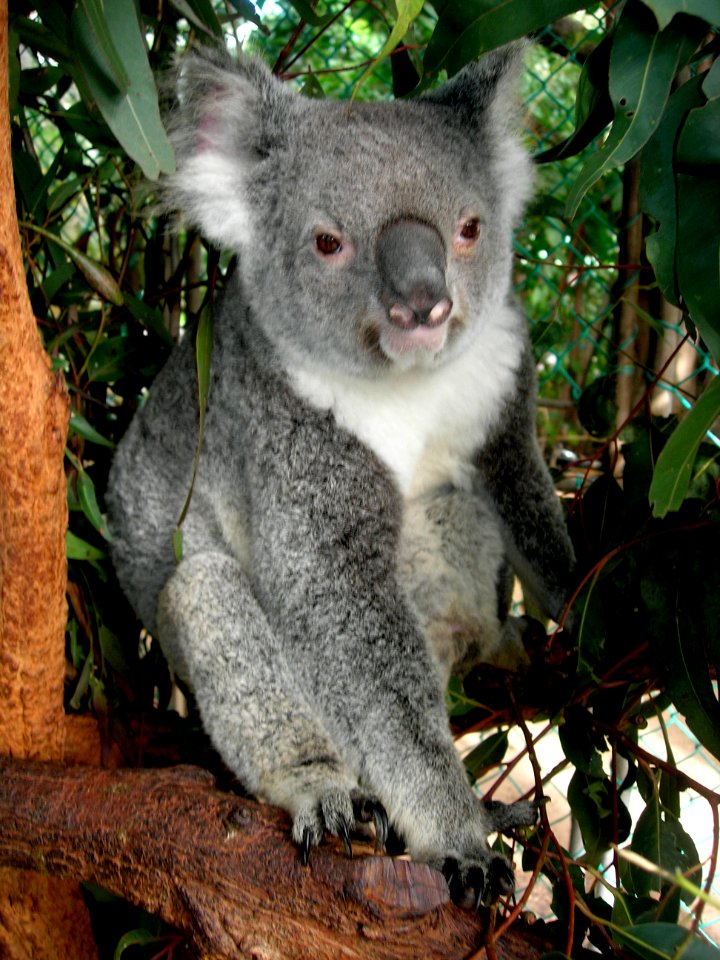 Koala