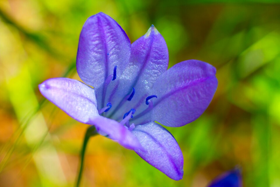 Nature blossom plant