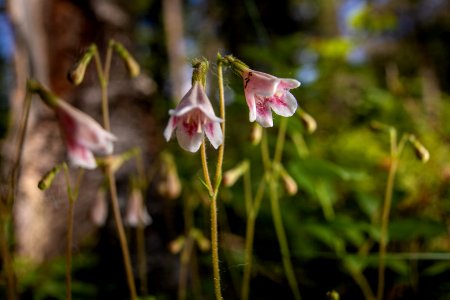 Twinflower (Linnaea borealis)