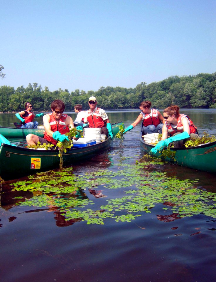 Photo of the Week - Removing Invasive Species (MA)