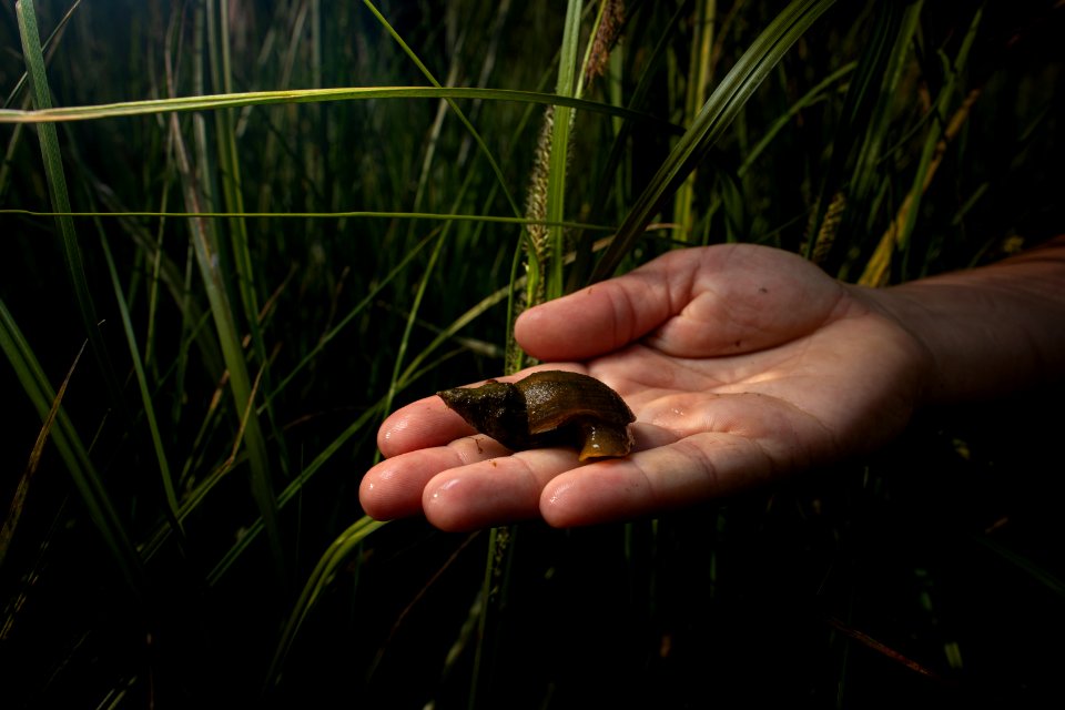 aquatic snail photo