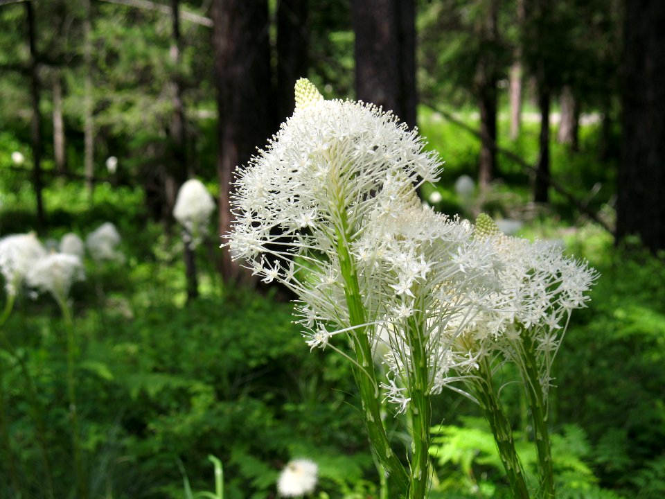 Beargrass (Xerophyllum tenax)