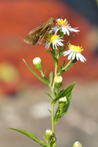 Ocola skipper