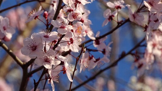 Spring nature pink petals