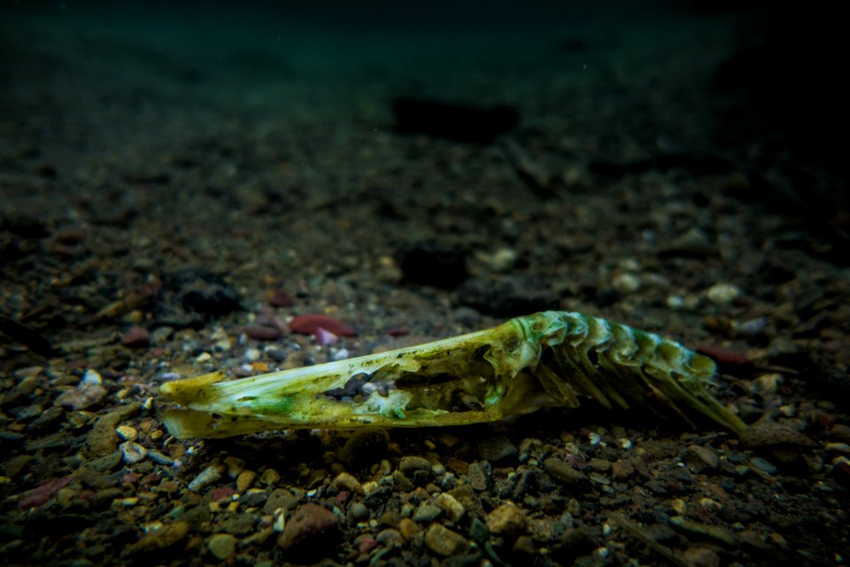 Pike Skull in St. Mary River