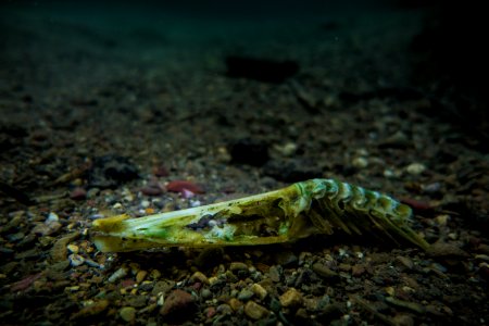 Pike Skull in St. Mary River photo