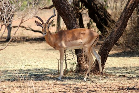 Dry fawn outdoors photo