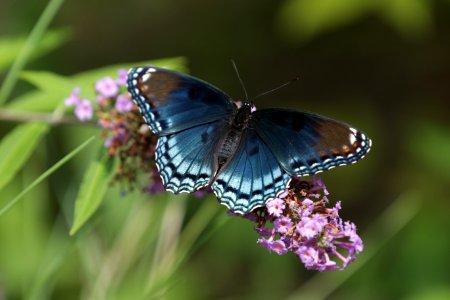 Red spotted purple photo