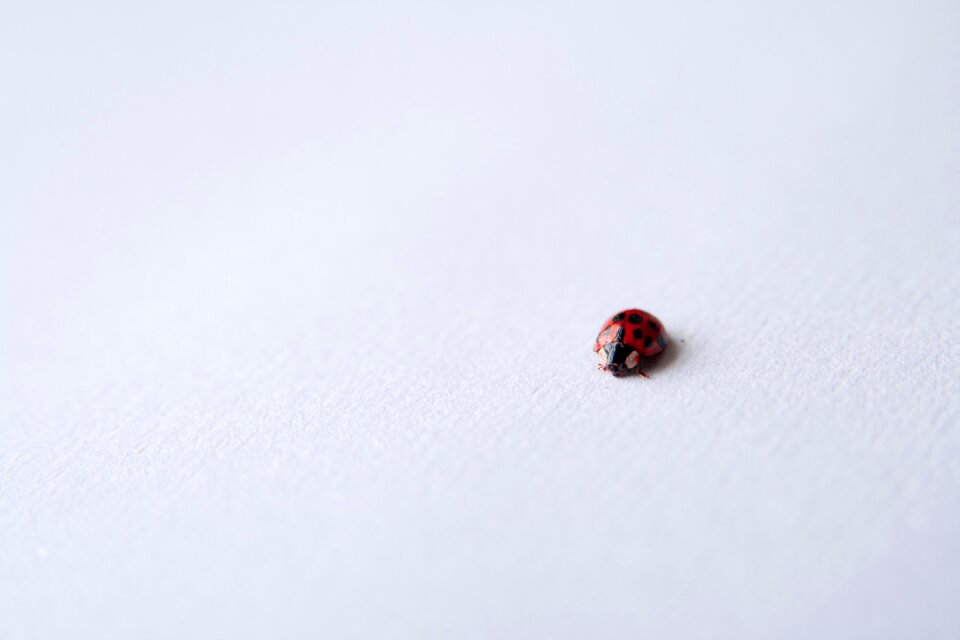 Ladybird beetle red photo