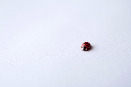 Ladybird beetle red photo