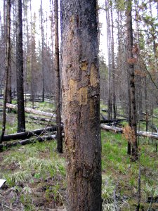 Rub tree (Northern Divide Grizzly Bear Project) photo