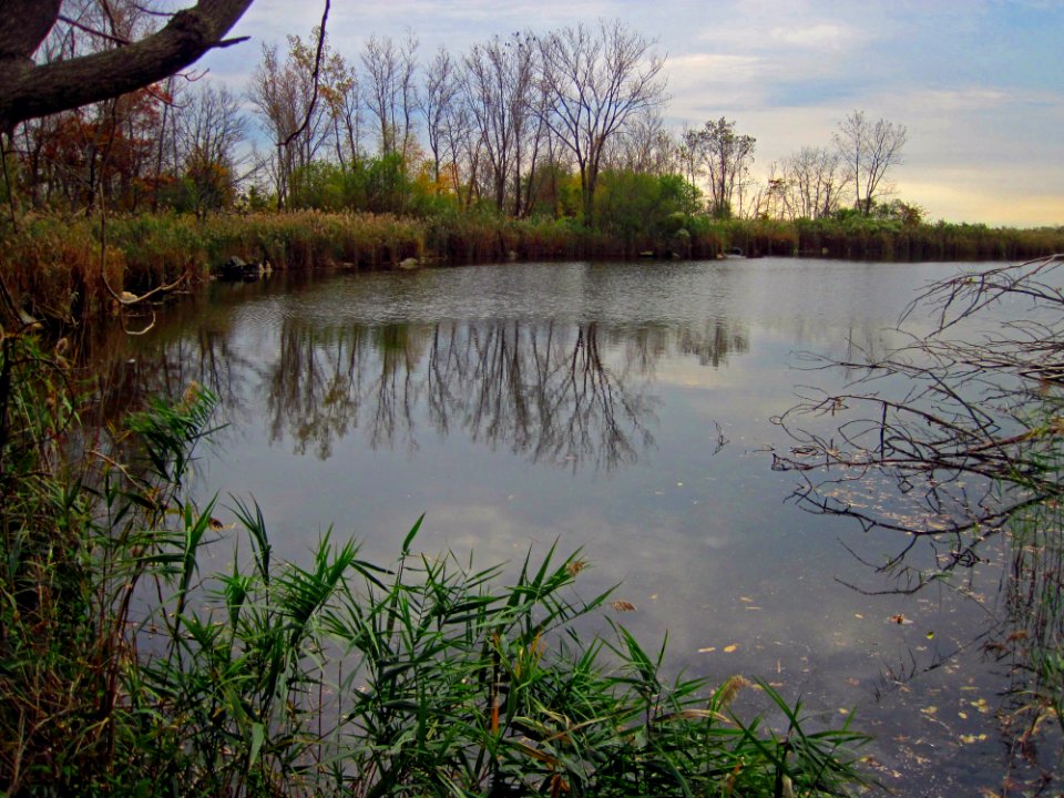 Great Meadows Pond