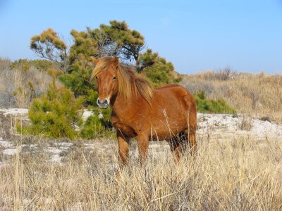 Pony chincoteague island virginia