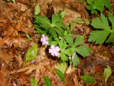 Amazing Native Flowers photo