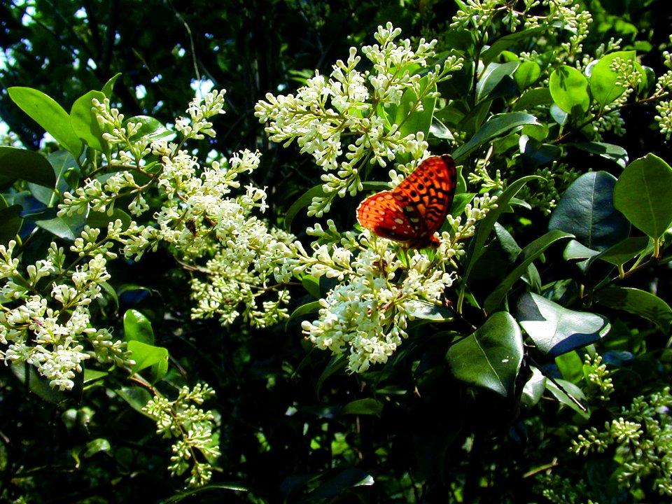 Photo of the Week - It's Pollinator Week!