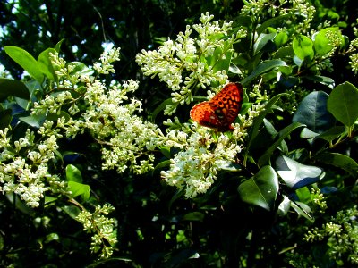 Photo of the Week - It's Pollinator Week!