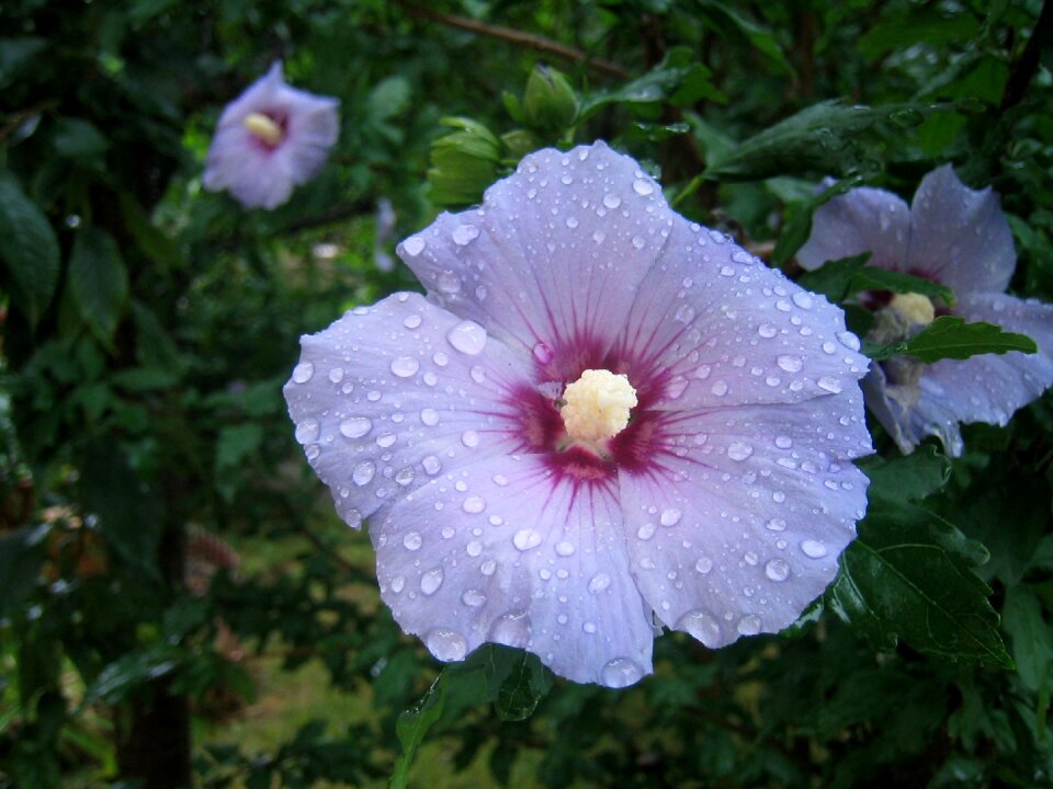 Flower nature raindrop
