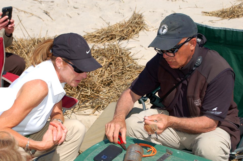USFWS Northeast Regional Director Wendi Weber with biologist Larry Niles of Niles and Associates at red knot bird banding, Fortescue Beach (NJ)