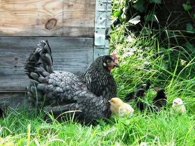 Chickens meadow poultry
