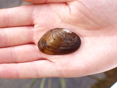 Closeup photo of James spinymussel photo