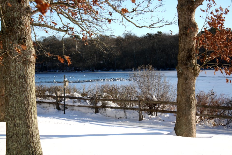 Photo of the Week - Winter at Wertheim National Wildlife Refuge (NY)