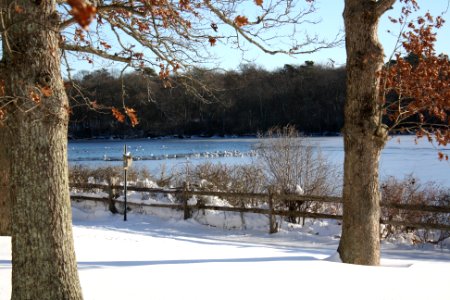 Photo of the Week - Winter at Wertheim National Wildlife Refuge (NY)