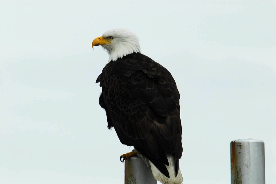 Post wildlife raptor