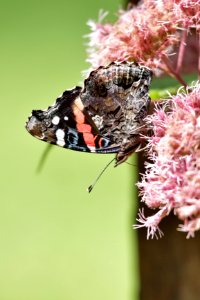 Red admiral photo