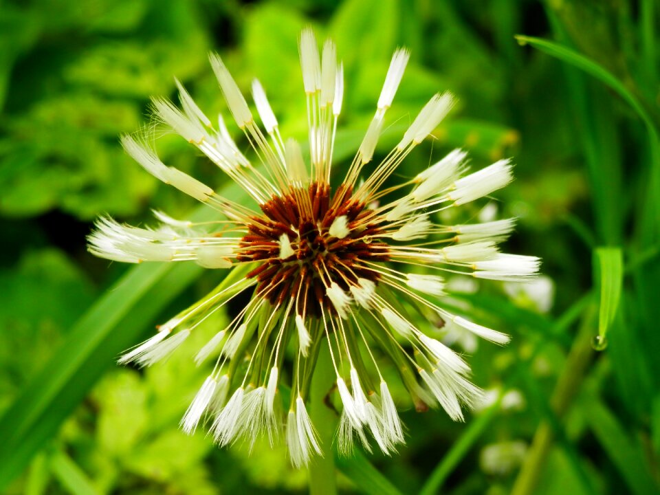 Plant village qvishxeti